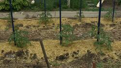 See how a master gardener makes her garden grow News Clip