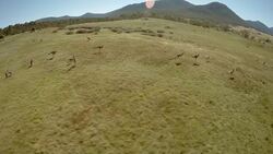 Bushwhacked! - Series 3 - Episode 4 (Albino Kangaroo) Instructional Video