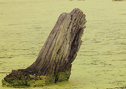 Eutrophication Instructional Video