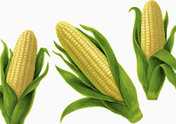 Los biocombustibles Instructional Video