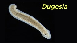 Platyhelminthes Part 2: Free-Living Flatworms and the Problem With Turbellaria Instructional Video
