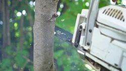 Chainsaw cutting into a tree : Slow motion Stock Footage