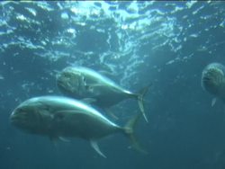What Is a Fish?: Video Review Instructional Video