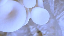 Mushrooms growing in greenhouse Stock Footage