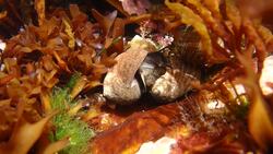 Acadia National Park - Periwinkles Instructional Video