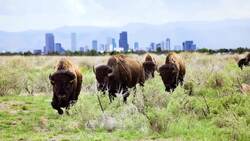 Understanding Genetic Diversity and Its Impact Instructional Video