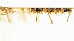 Mosquitos pupa larva, Example in the laboratory - scientific research and development concept. Stock Footage