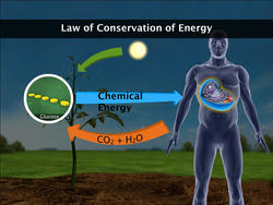 Energy Transformation in Living Beings Instructional Video