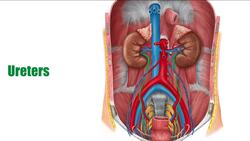 Kidneys in situ Instructional Video