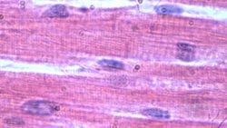 Muscle Types Instructional Video