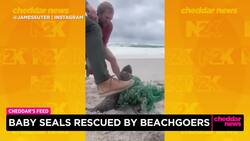 Baby Seals Rescued by Beachgoers News Clip