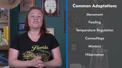What Are Adaptations? - Lesson Plan Instructional Video