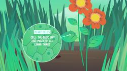 Vegetation Transformation Instructional Video