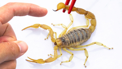 STUNG by a Scorpion! Instructional Video