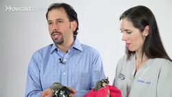 How to Pick a Companion for Your Sugar Glider Instructional Video