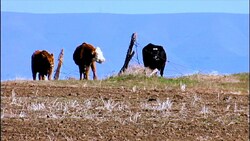 Imperial Stock Ranch - The Story of a Century Old Ranch Instructional Video