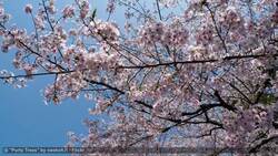 Visiting Ueno Kōen in Tokyo Instructional Video