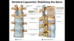 The Major Ligaments of the Spine Instructional Video