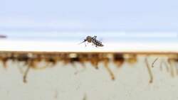 Mosquitos adult pupa larvae, Example in the laboratory - scientific research and development concept. Stock Footage