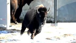 Bison return to traditional land in Saskatchewan News Clip