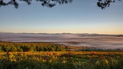 The dance of the mist at dawn behind trees Stock Footage