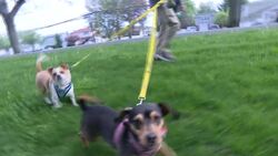 Paws & Pals: Dogs up for adoption at Forgotten Friends of Long Island on May 6 News Clip