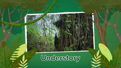 Life in a Rain Forest