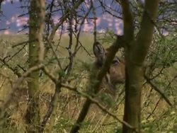 Lake Nakuru Flamingos & Friends: Other residents in the park Instructional Video