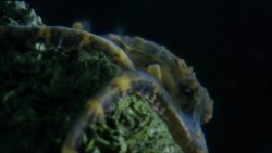 Animal Alphabet: B is for Blue Ringed Octopus Instructional Video