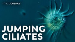 These Squishy Dots Move So Fast You Might Miss Them Instructional Video