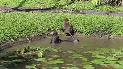 Wild monkeys bathe and play in a water pond on the island of Bali, Indonesia Stock Footage