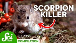 The Most Hardcore Creatures on Earth | Compilation Instructional Video