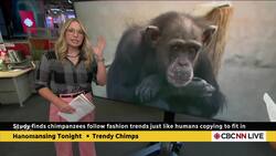 Chimpanzees follow fashion trends just like humans, study suggests | Hanomansing Tonight Instructional Video