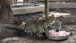 CLEAN : Nicaragua saves two jaguar cubs from illegal trade News Clip