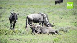 Wildebeest Gives Birth To Clumsy Calf: SNAPPED IN THE WILD Instructional Video