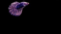 Capture the moving moment of Siamese fighting fish, Betta fish on black background Stock Footage