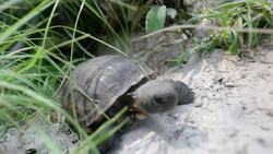 These Snakes Are Arguably The Largest In All of North America Instructional Video