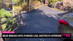 Bear Breaks Into Parked Car, Destroys Interior News Clip