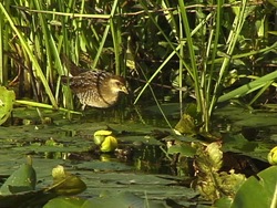 Clasificando a los seres vivos: introducción Instructional Video