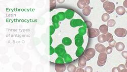 Blood Instructional Video