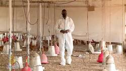 Lethal avian influenza variant sweeping across West Africa News Clip