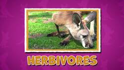 I WONDER - What Do Kangaroos Eat? Instructional Video