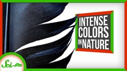 3 of the World's Most Intensely Colored Living Things Instructional Video
