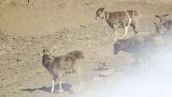 These Amazing Deer Are Native to This Specific Plateau Instructional Video