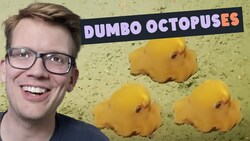 These Octopuses (Octopodes?) (Octopi?) Are Adorable Instructional Video
