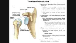 Anatomy and Functions of the Glenohumeral Joint [Part 1] Instructional Video