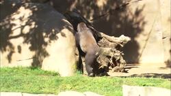 Gorillas Meeting One Another is a Very Important Step Instructional Video