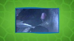 Hatching of California Condor Chick Caught on Camera Instructional Video