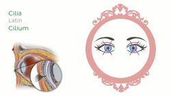 Eyelids and tunica conjunctiva Instructional Video