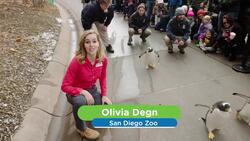 A Parade of Superstar Penguins Descends on Pittsburgh Instructional Video